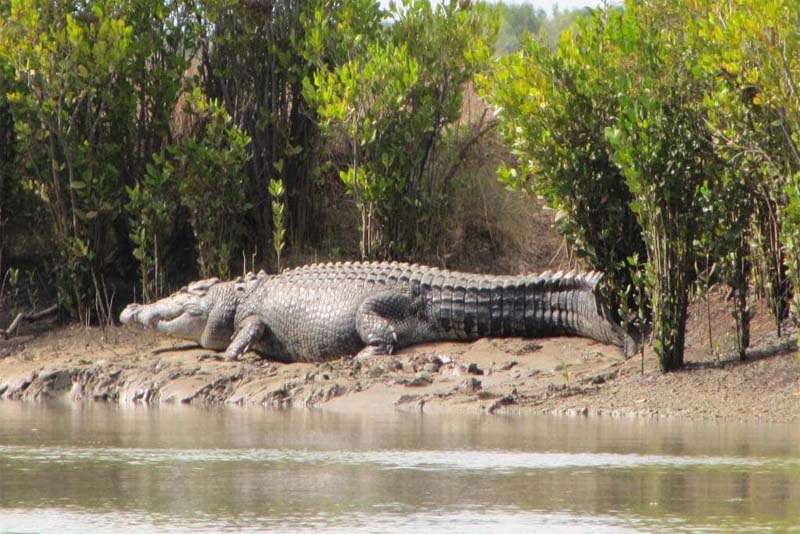 saltwater-crocodile-toughest-animal