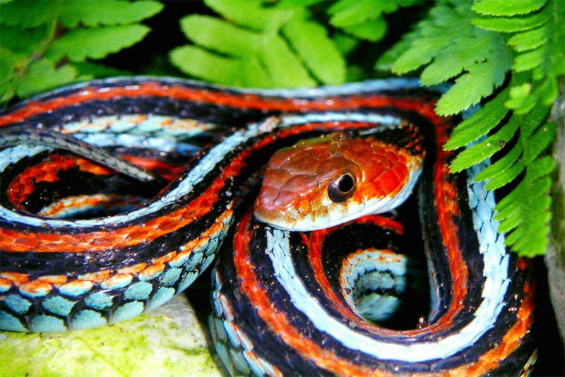 san-francisco-snake-beautiful-snake