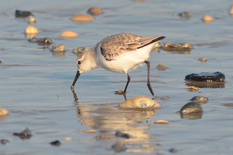 sanderling-white-bird