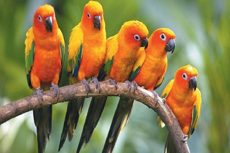 small-conures-cute-small-parrots