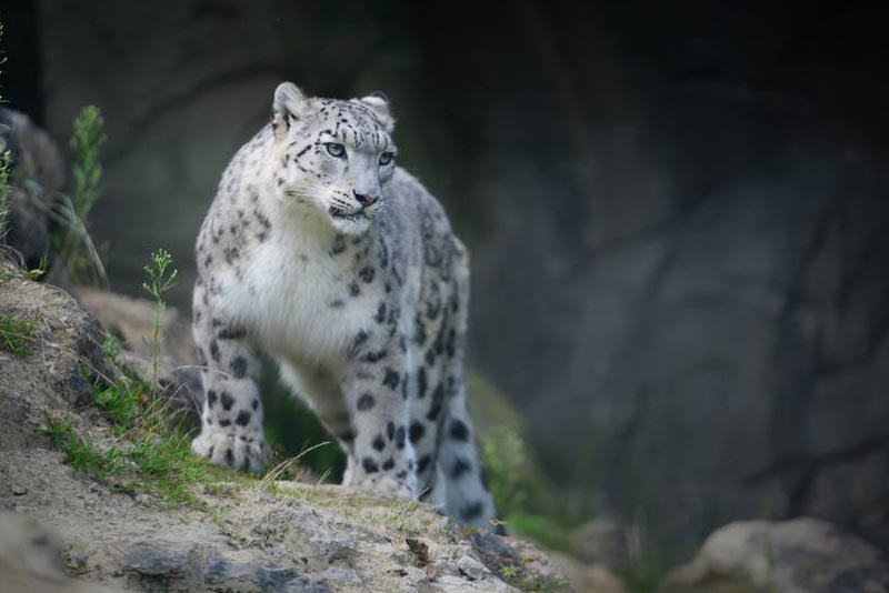 snow-leopard-toughest-animal