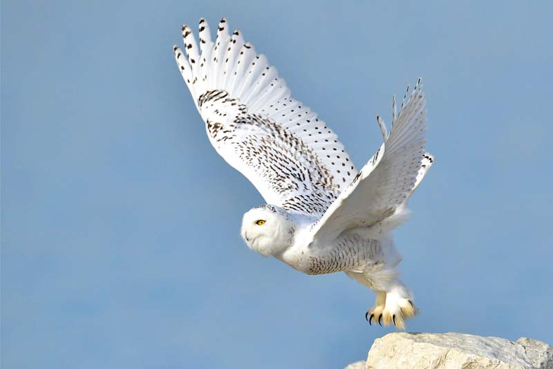 snowy-owl-white-bird