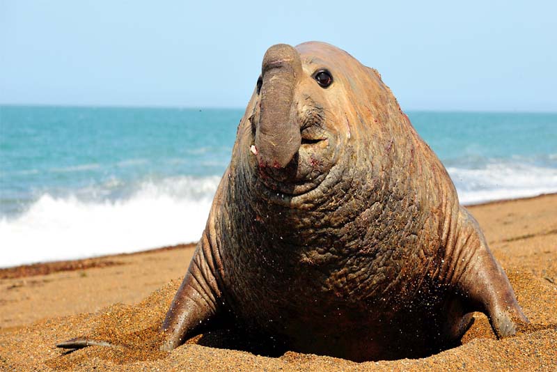 southern-elephant-seal-heaviest-animal