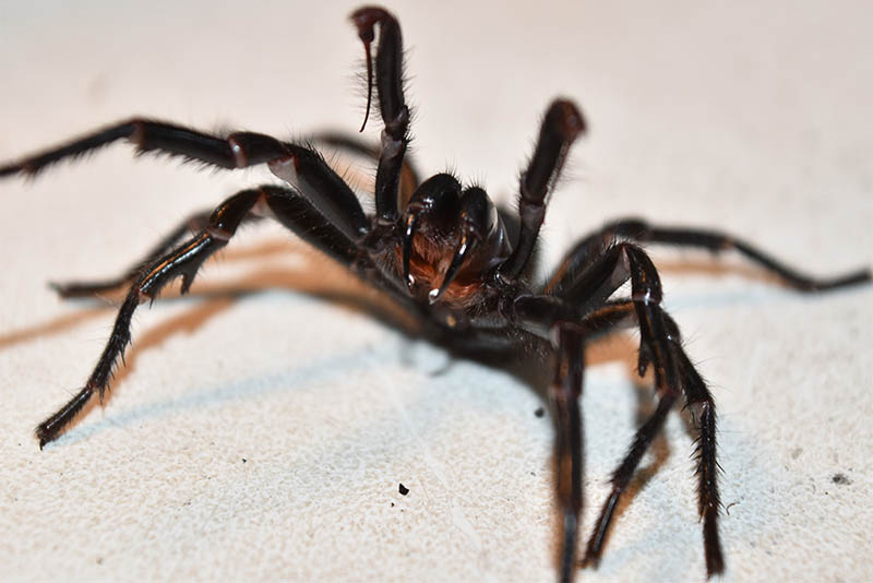 sydney-funnel-spider-scariest-spiders