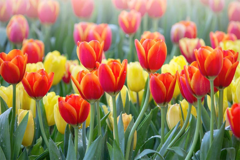 tulips-beautiful-flower