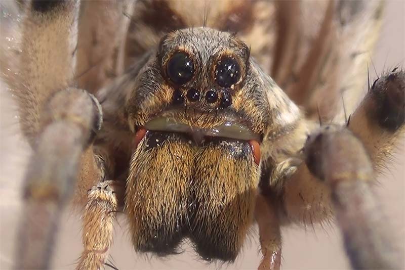 wolf-spider-blind-animal