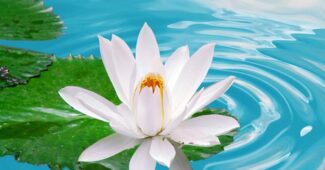 white-lotus-beautiful-flower