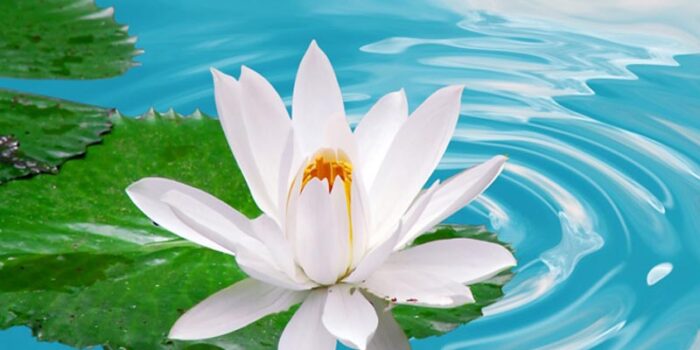 white-lotus-beautiful-flower