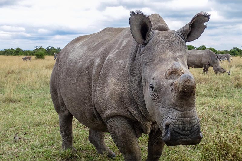white-rhinoceros-heaviest-animal