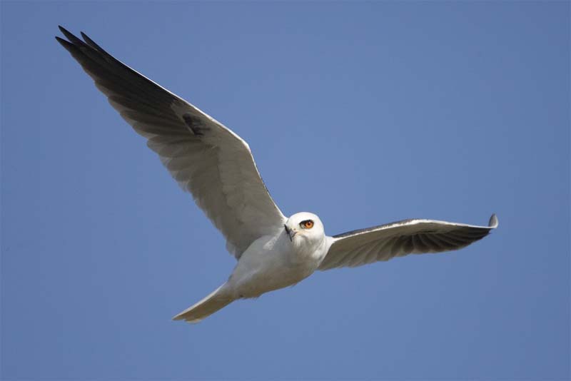 white-tailed-kite-white-bird