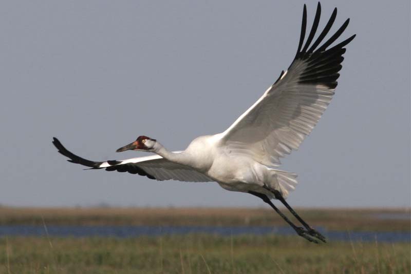 whooping-crane-white-bird