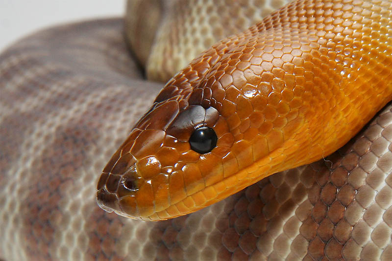 woma-python-beautiful-snake