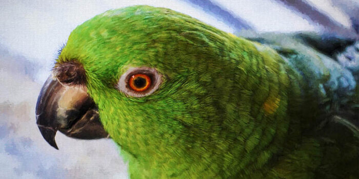 yellow-napped-amazon-cute-small-parrots