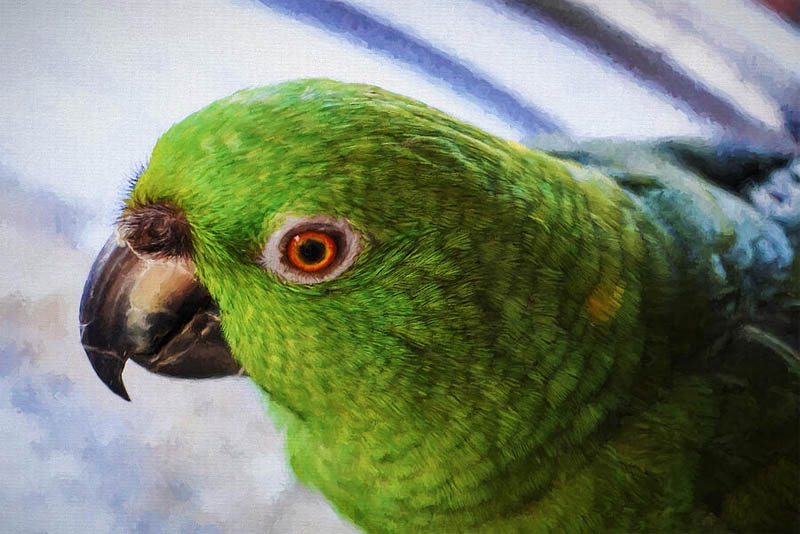 yellow-napped-amazon-cute-small-parrots