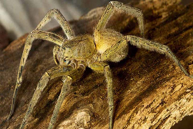 armed-spider-scariest-spiders