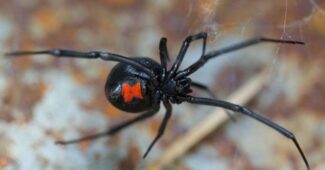 black-widow-spider-scariest-spiders