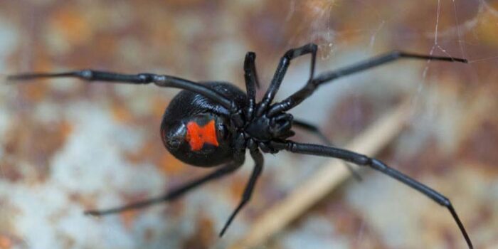 black-widow-spider-scariest-spiders