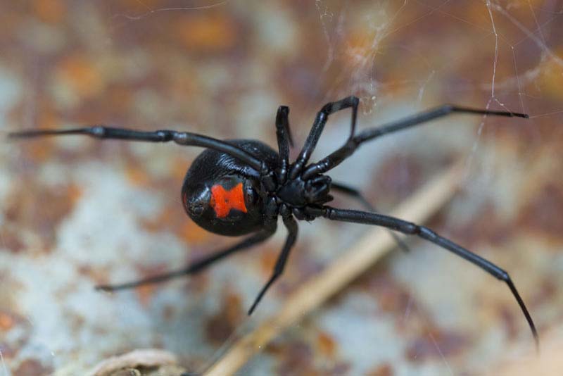 black-widow-spider-scariest-spiders