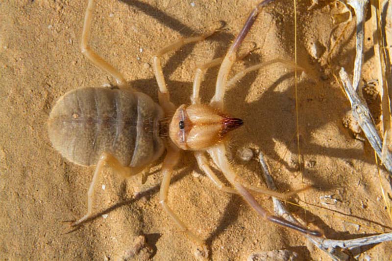 camel-spider-scariest-spiders