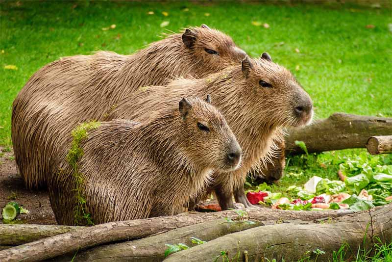 capybara-friendliest-animals