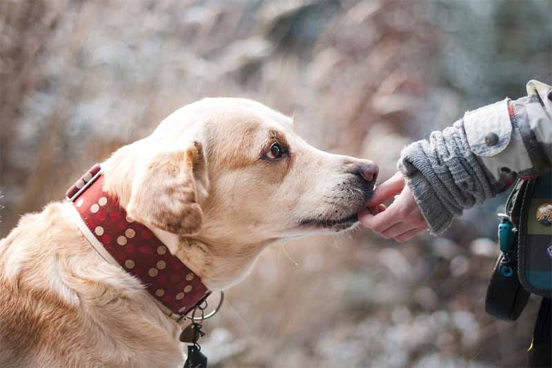 dog-friendliest-animals