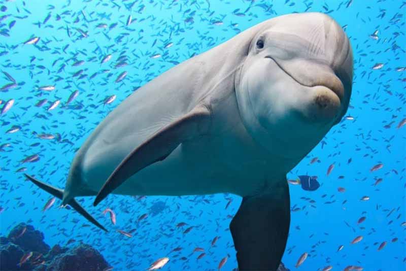 dolphin-friendliest-animals