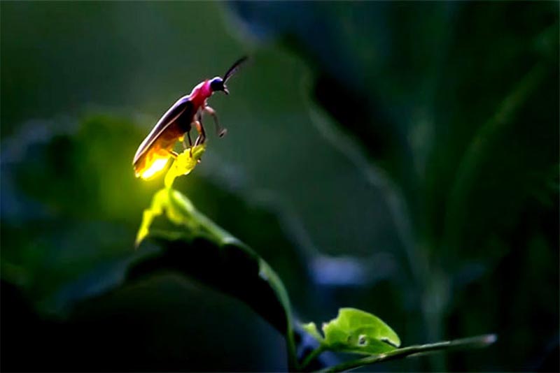 firefly-bio-luminescent-animal