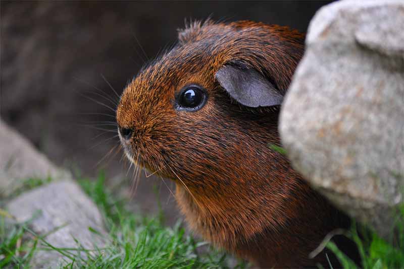 guinea-pig-friendliest-animals