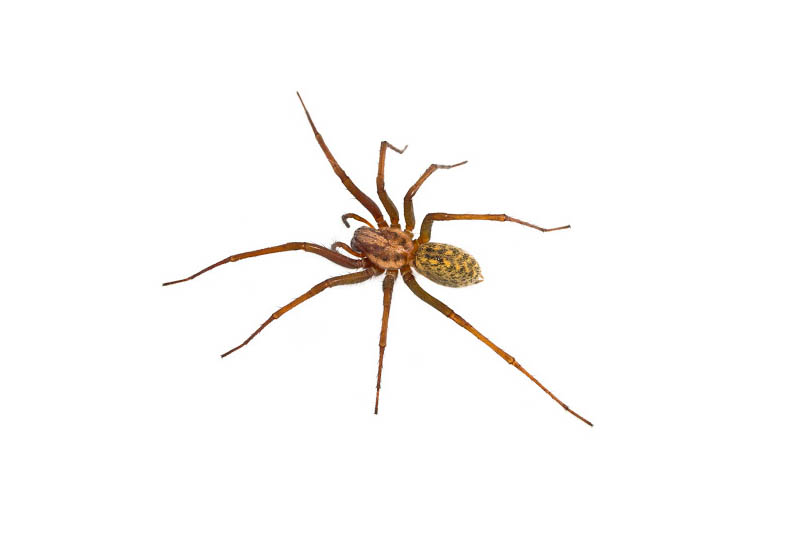 hobo-spider-scariest-spiders