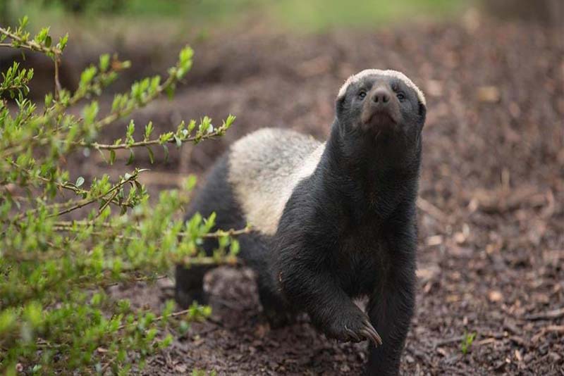 honey-badger- Toughest animals