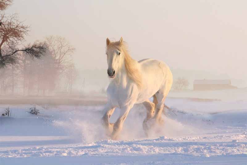 horse-friendliest-animals