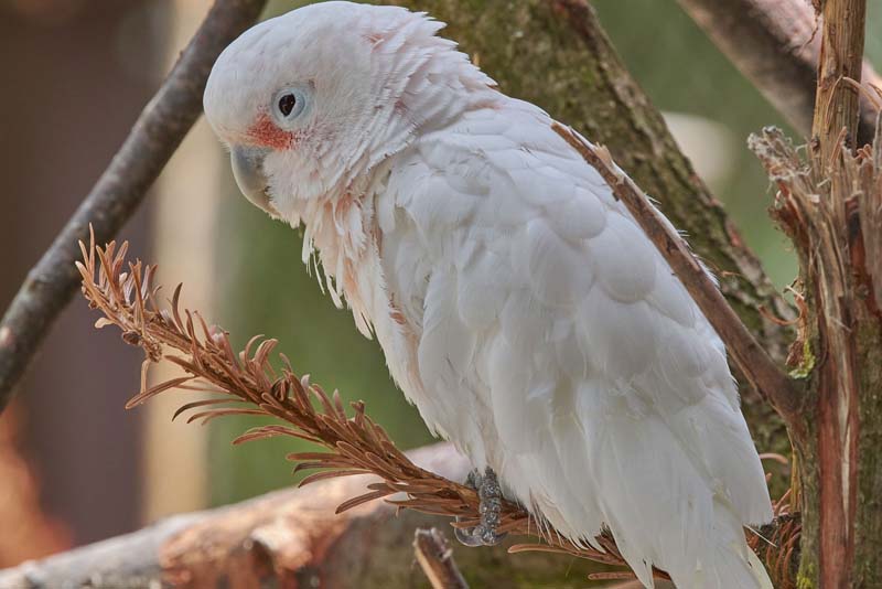 kalangay-white-bird