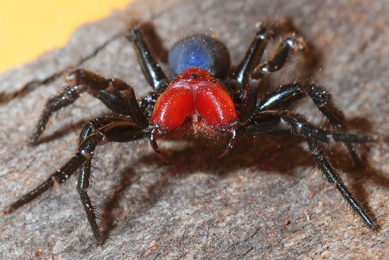 10 Scariest Spiders In The World Depth World