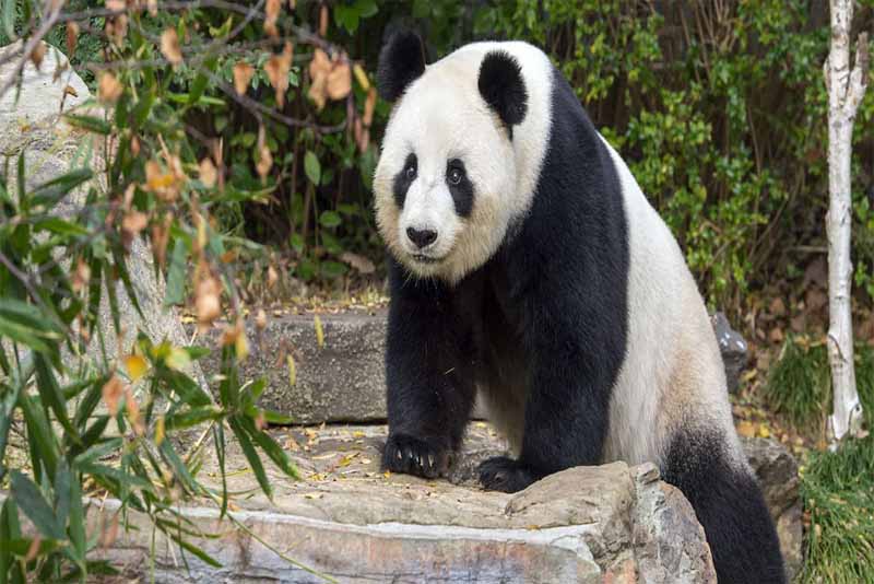 panda-friendliest-animals