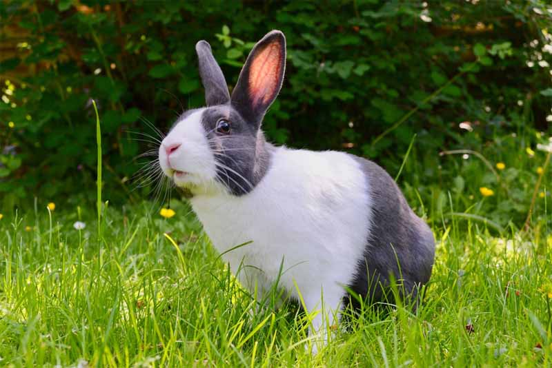 rabbit-friendliest-animals