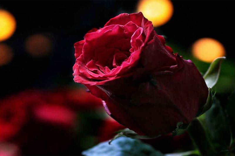 rose-beautiful-flower