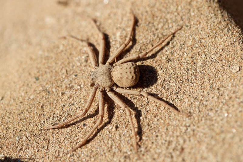 six-eyed-sac-spider-scariest-spiders