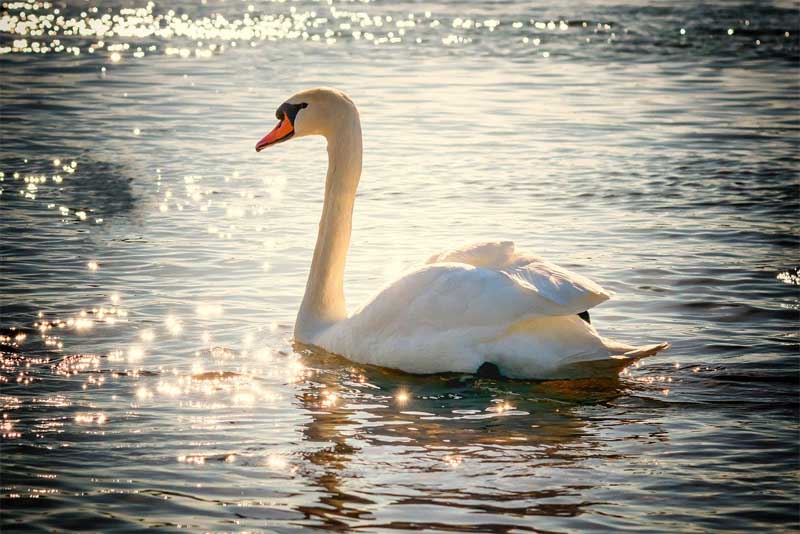 swan-friendliest-animals