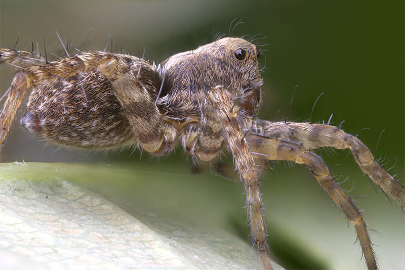 wolf-spider-scariest-spiders