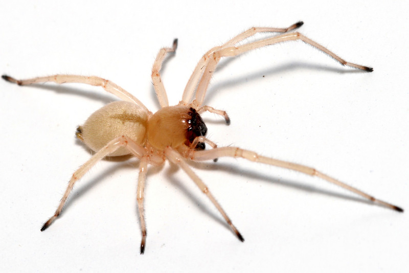 yellow-sac-spider-scariest-spiders