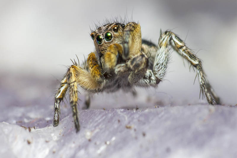 zebra-spider-scariest-spiders