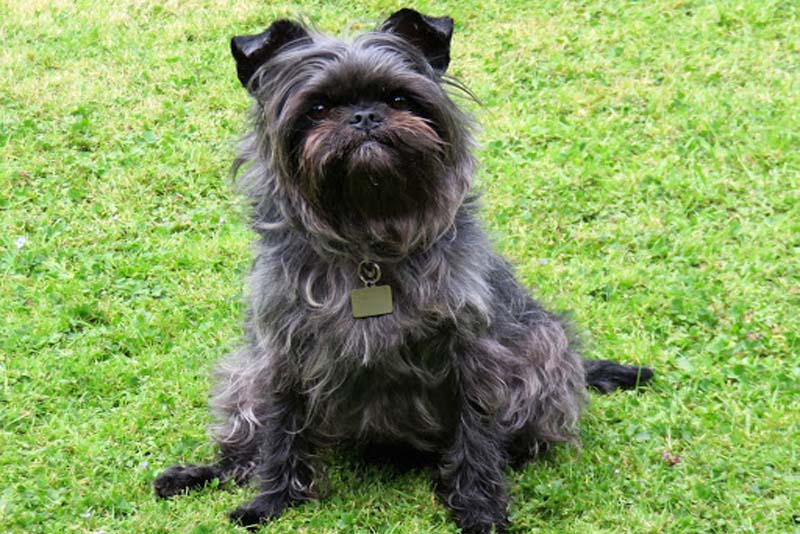 affenpinscher-german-breed-dogs