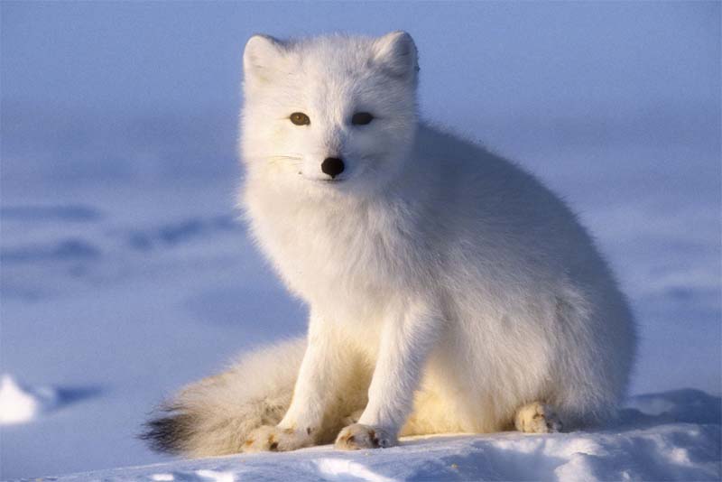 arctic-fox-cold-weather-animals