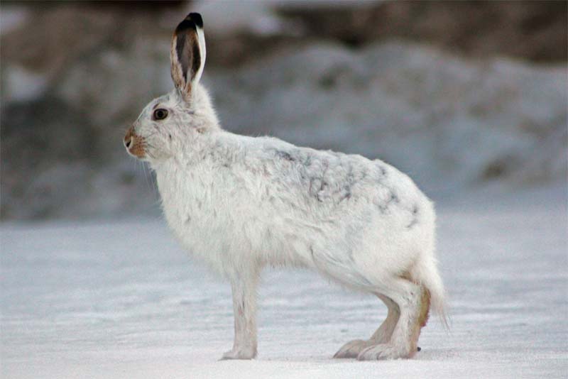 arctic-hare-cold-weather-animals