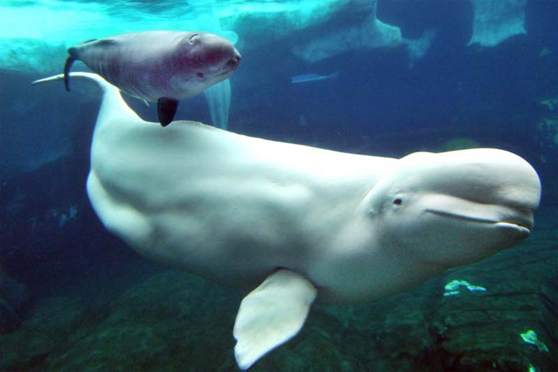beluga-whale-cold-weather-animals