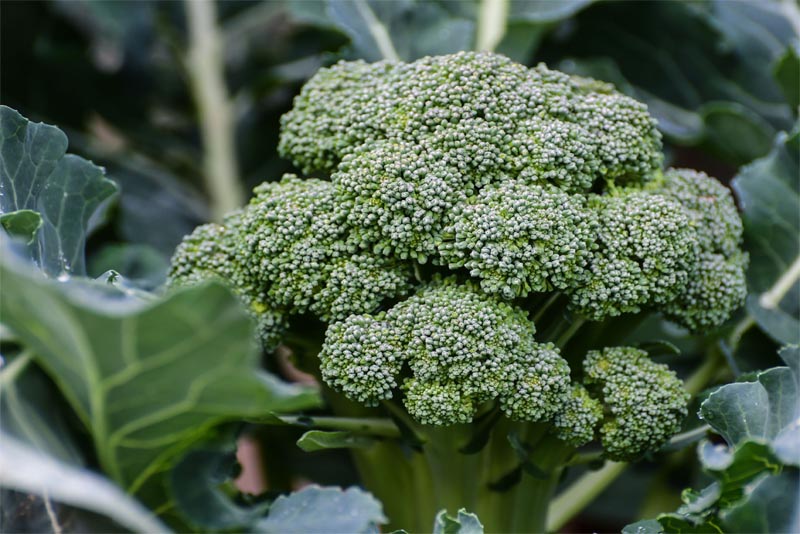 broccoli-Immune-System