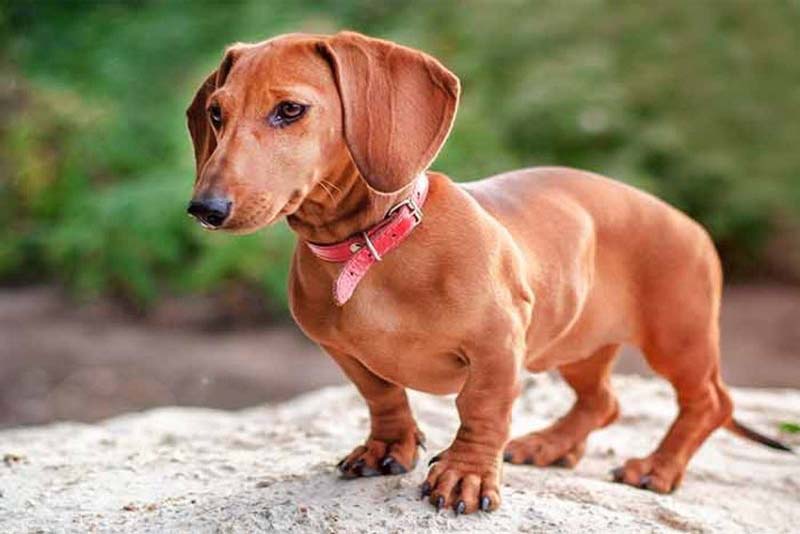 dachshund-german-breed-dogs