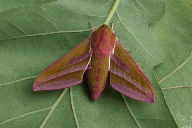 deilephila-elpenor-pink-animals