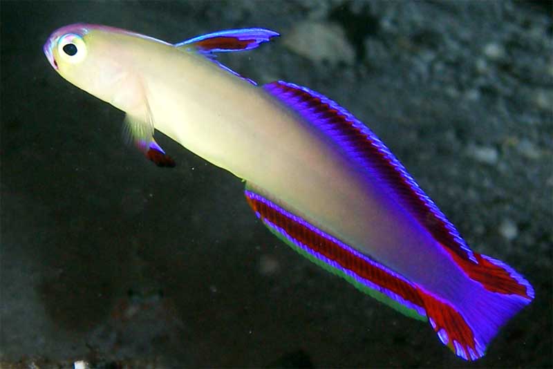 elegant-firefish-purple-animals