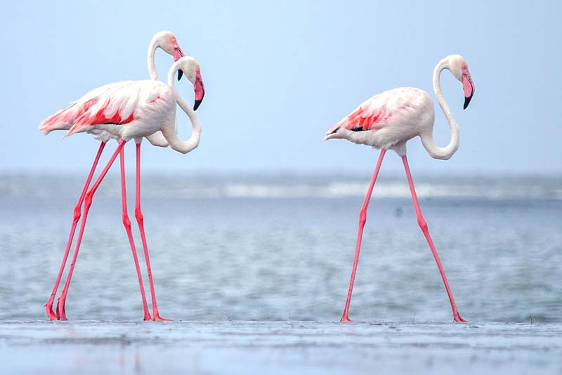 flamingos-pink-animals